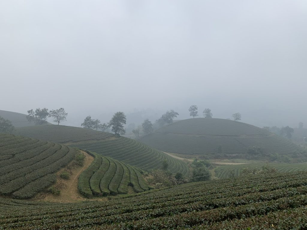 thanh son tea hills