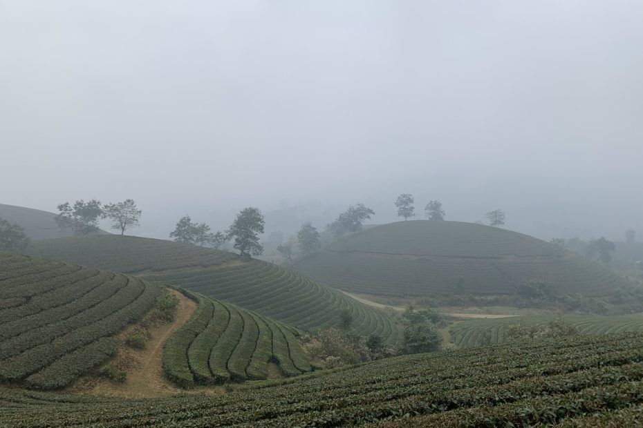 long coc tea hills