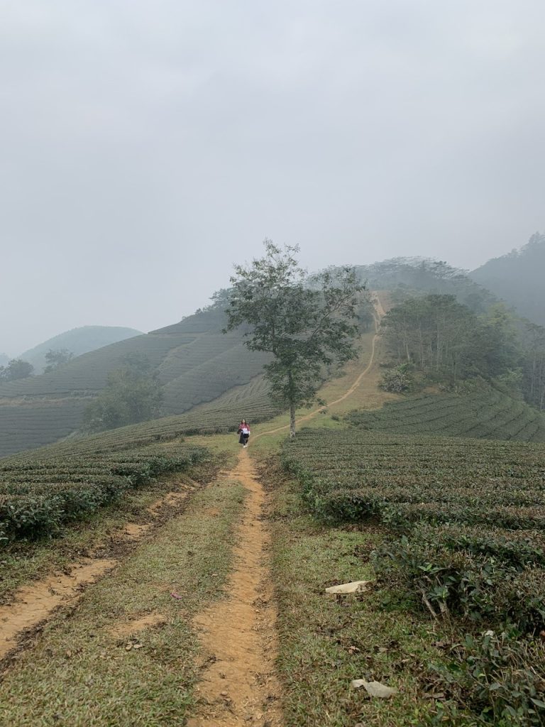 thanh son tea hills