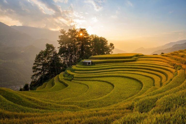 mu cang chai rice fields