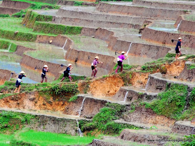sapa rice fields