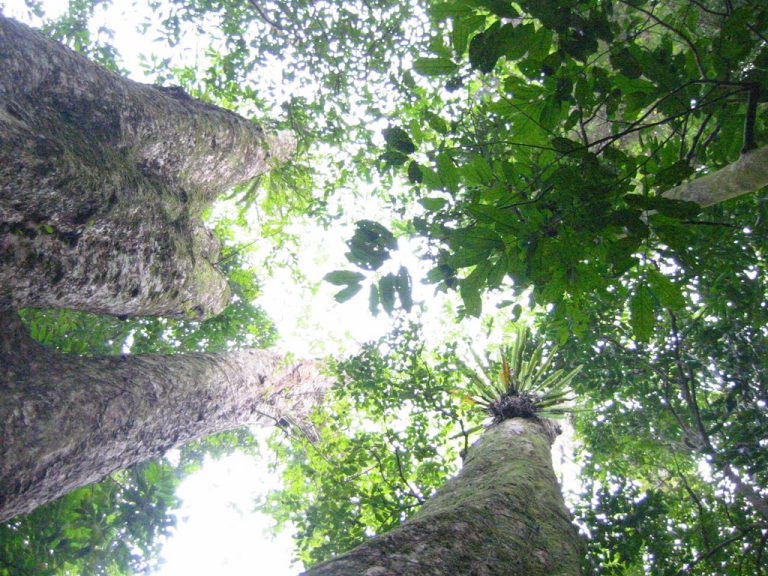 giant tree cuc phuong park
